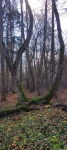 Дерево тайник :) 