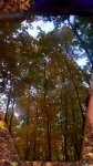  Дубинкин лес отражается в экране телефона