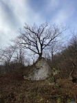 Интересное дерево на скале