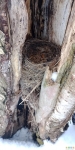 Гнездо в дупле