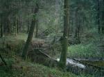 Лес и вертлявая речушка недалеко от тайника