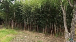 Бамбуковые заросли недалеко от закладки
