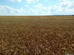 У тайника рядом пшеница растёт.