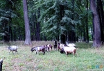 Те самые козы у Гааза, с которых всё и началось :=)))