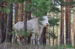 4 - Саяногорская БОРная корова (16136])