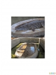 Вверху наш крокодильчик, а внизу Яо с фотки Новембера