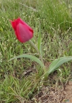 Первый одиночный тюльпан - ещё чуток не время им