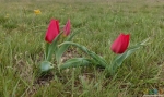 Маленькая группа тюльпанов, но им ещё чуток не время