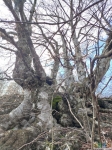 Дерево с тайником, приметное дупло слева