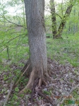 Тайниковое дерево №3