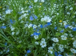 цветы на поляне