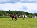 Лошадки на верхнем поле
