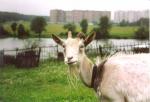 Встретились как-то в Гребнево козел на копытах и баран на байке... (2003 г.)