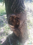 Дерево с дуплом