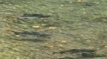 Нерест рыбы в реке Жировой