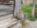 Один из Сарапульских котиков, мне много встретилось :-)