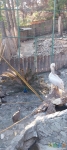 Павлин строит глазки пеликану