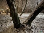 то самое дерево - вид со снегом)))