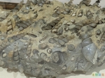 Доисторические окаменевшие макароны-спиральки
