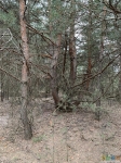 Ракурс на сосну со стороны лесной дороги