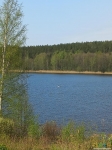 Столбушинское озеро с лебедем