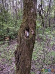 В таком виде дерево обнаружено (предыдущие искатели плохо замаскировали)