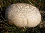 А это белый горный гриб
