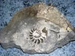 Вот такие камни с окаменевшими моллюсками можно найти на Торатау. 
