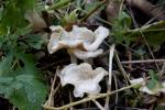 радоновые грибы