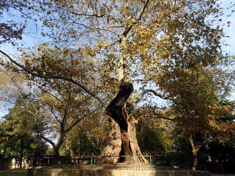 Стойкость этого дерева вызывает уважение.