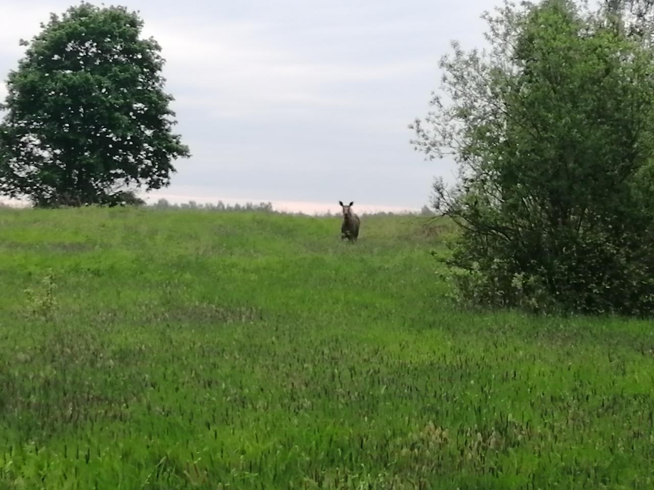 Без подписи