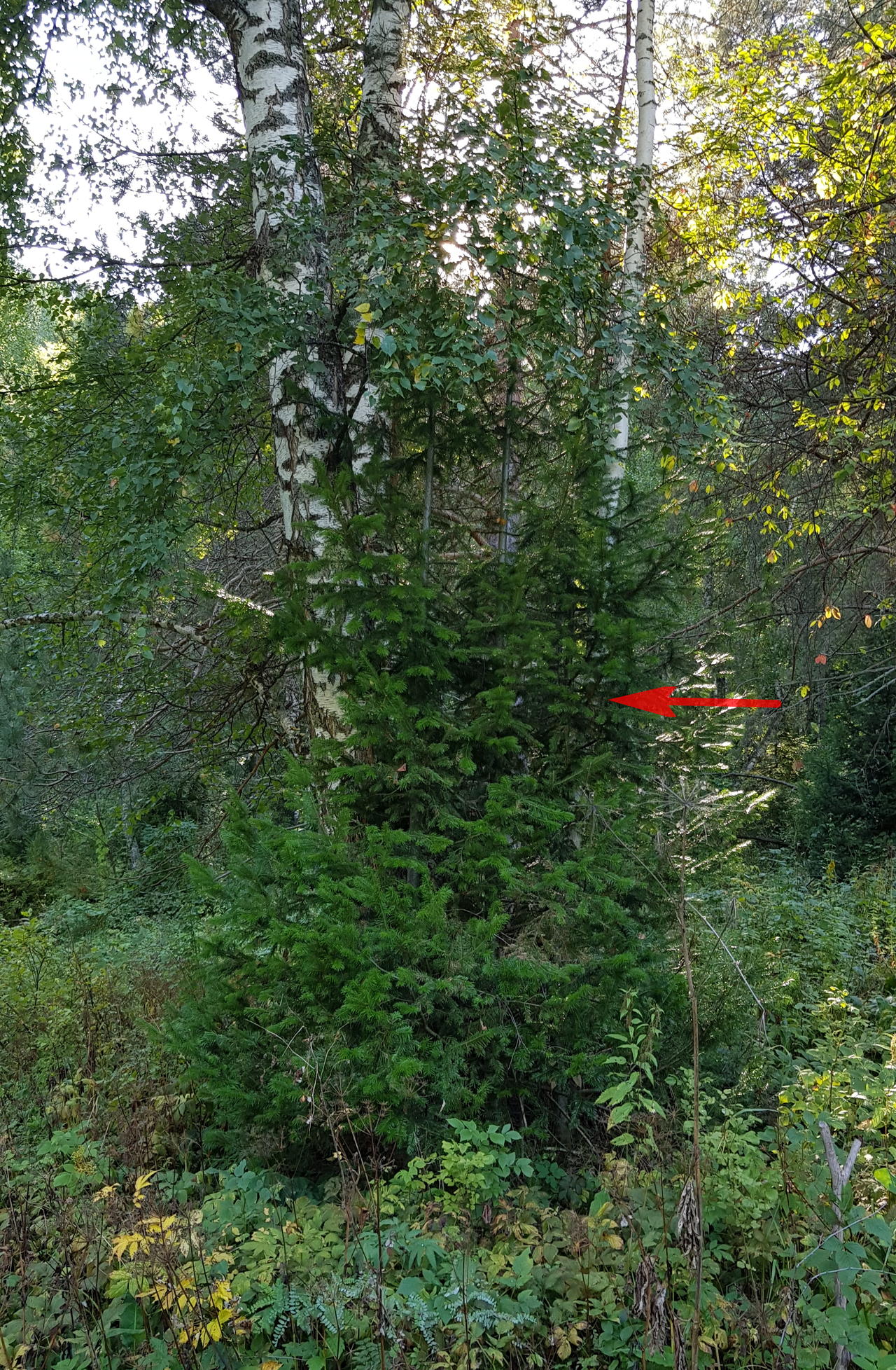 "Семейка" деревьев, тайник по стрелке