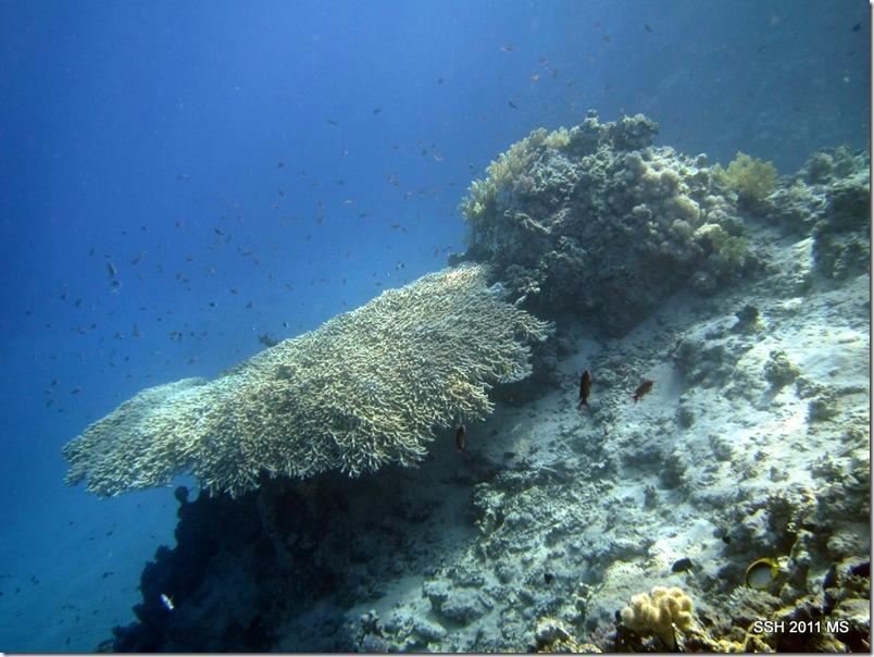 Без подписи