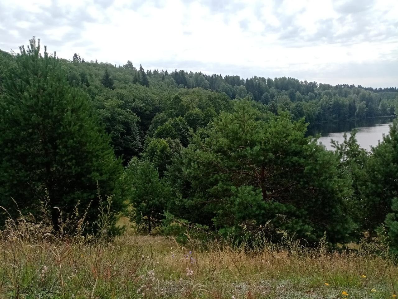 Искомая сосна