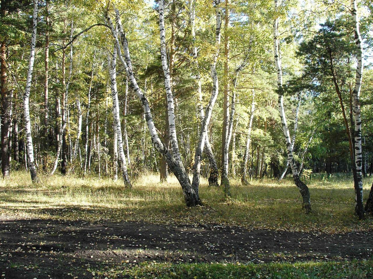 Танцующие березы боровое фото