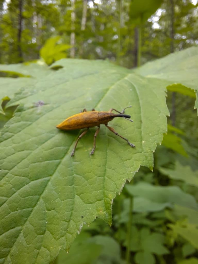 Местные обитатели
