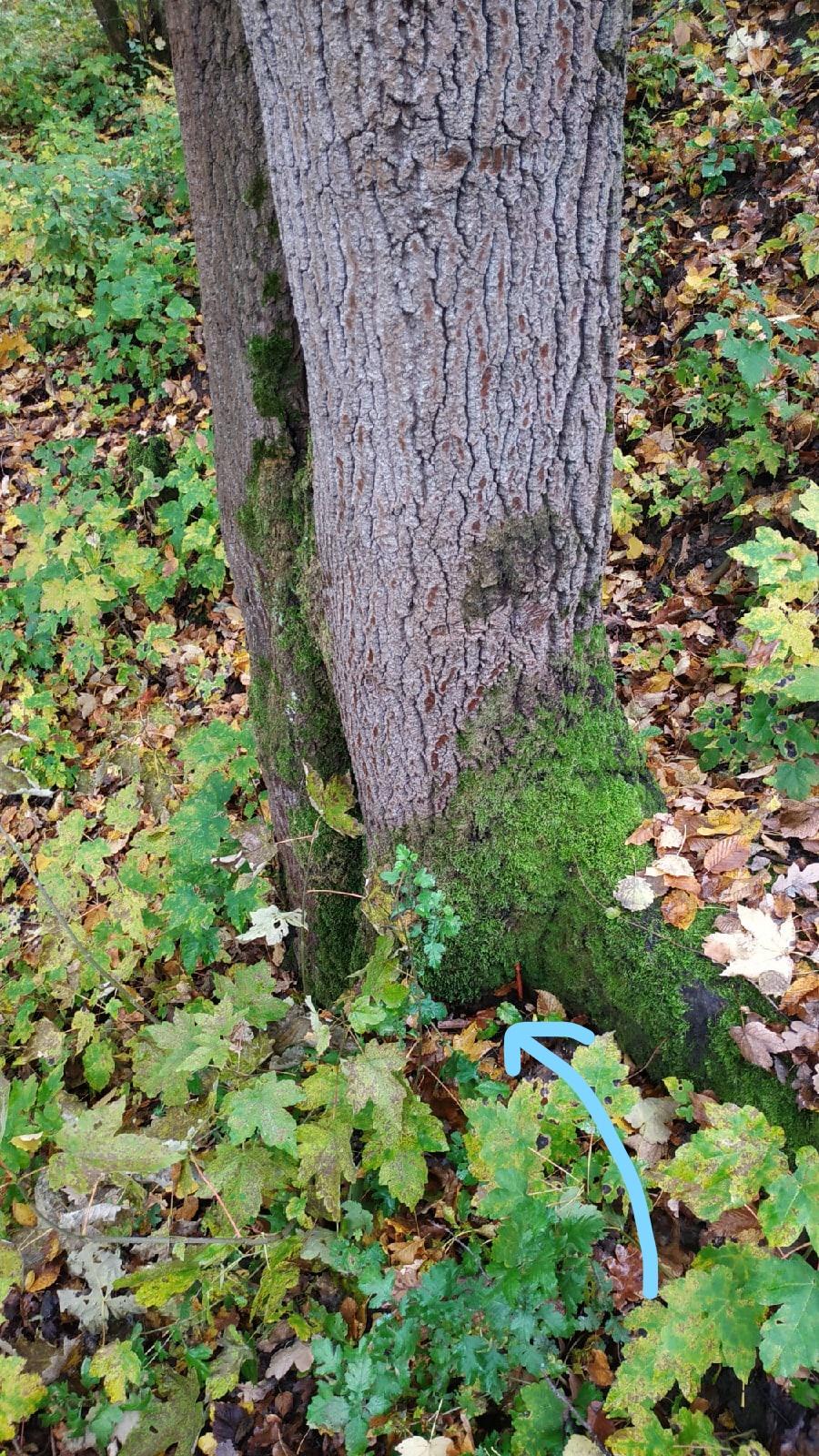 Для значения Б