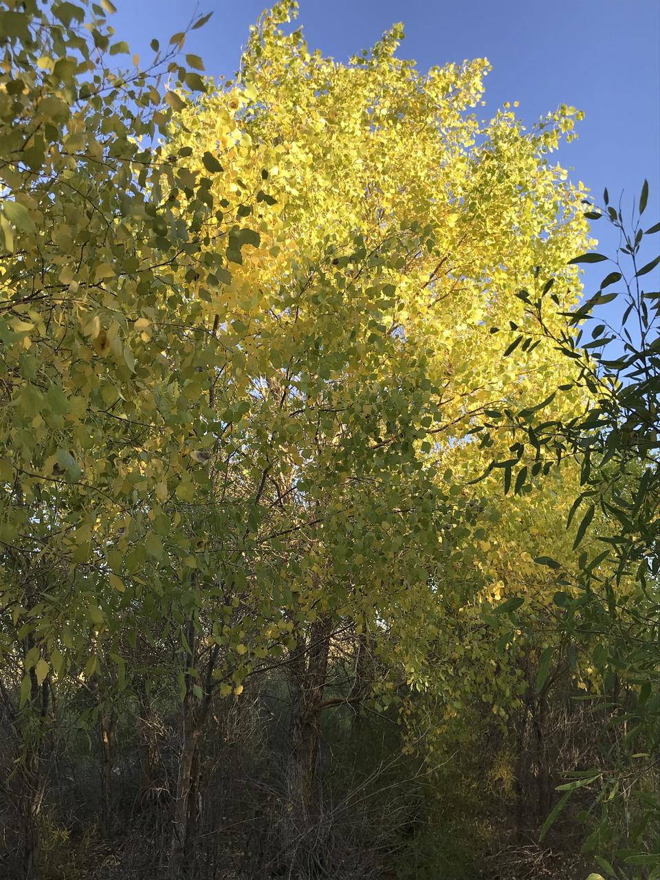 Без подписи