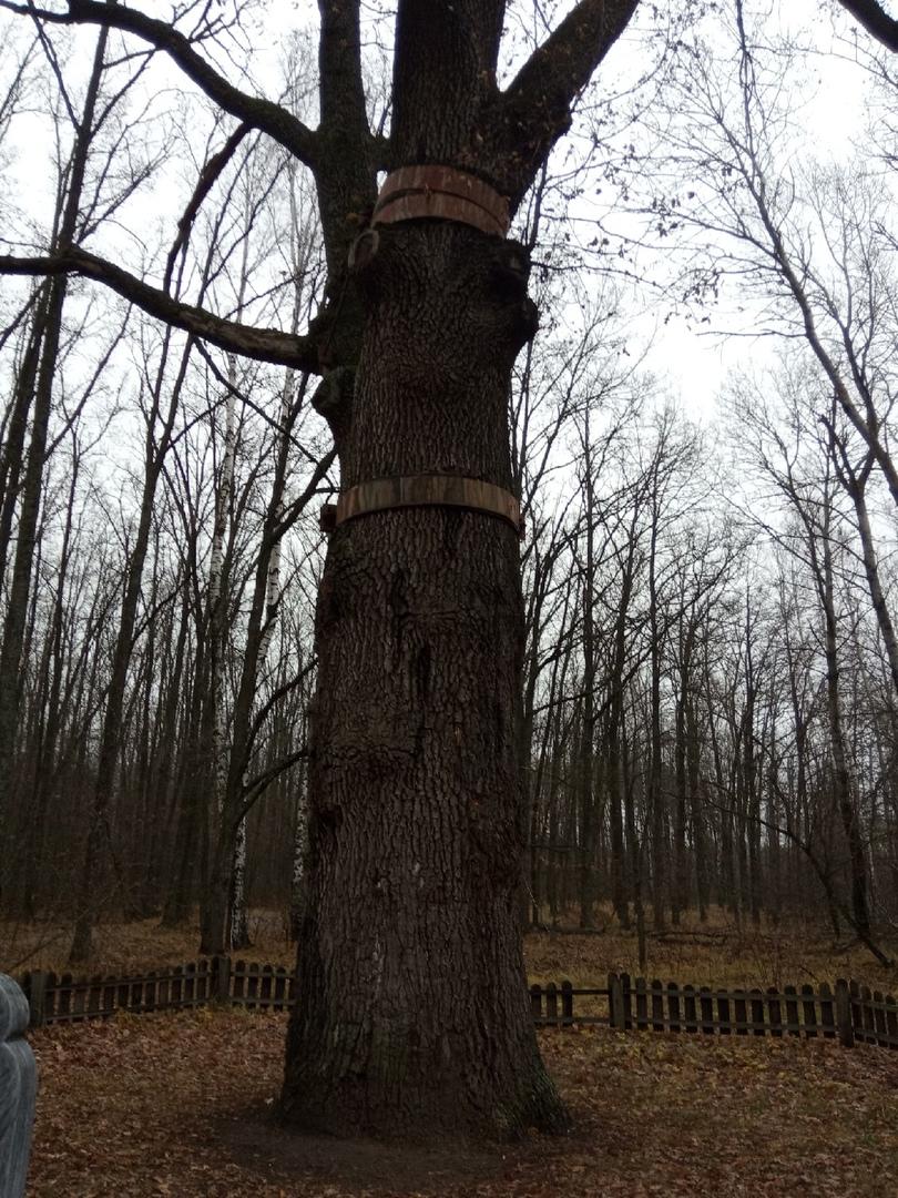 Дуб Долгожитель