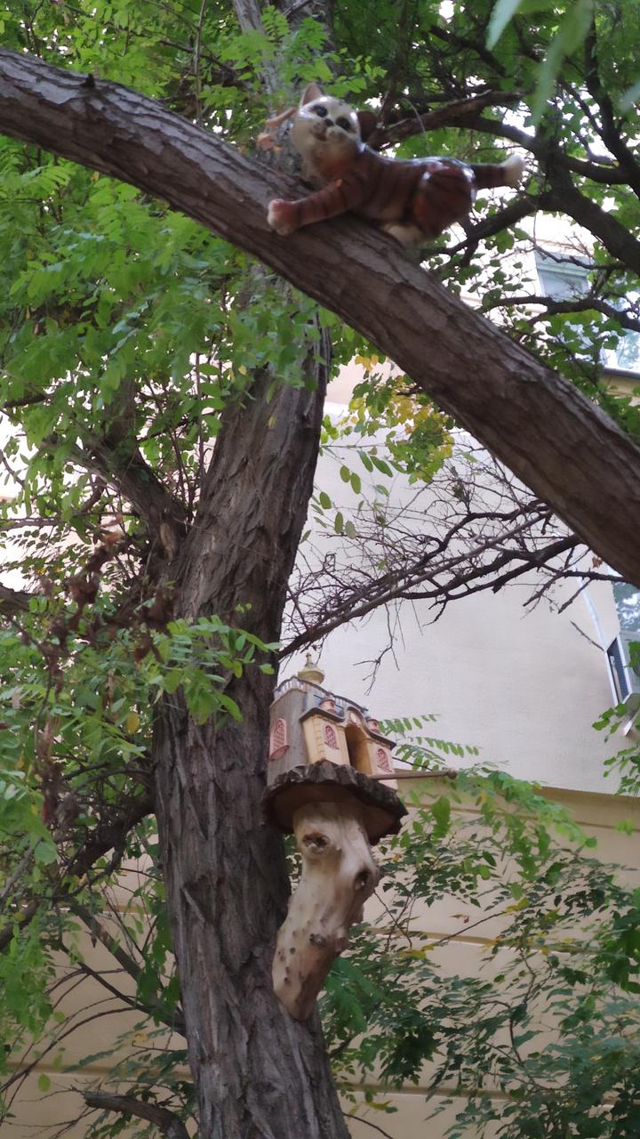 Котей и скворечник