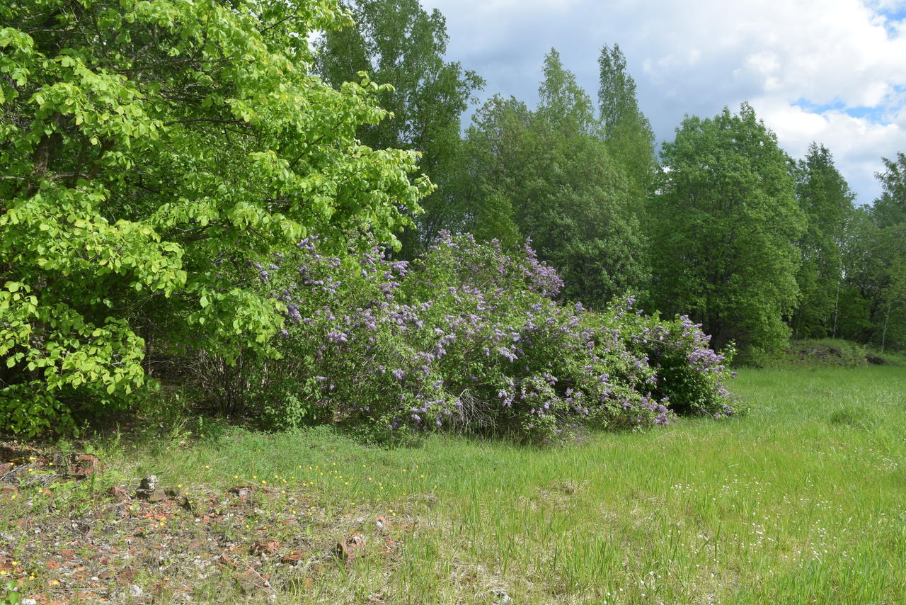На месте завода цветет сирень