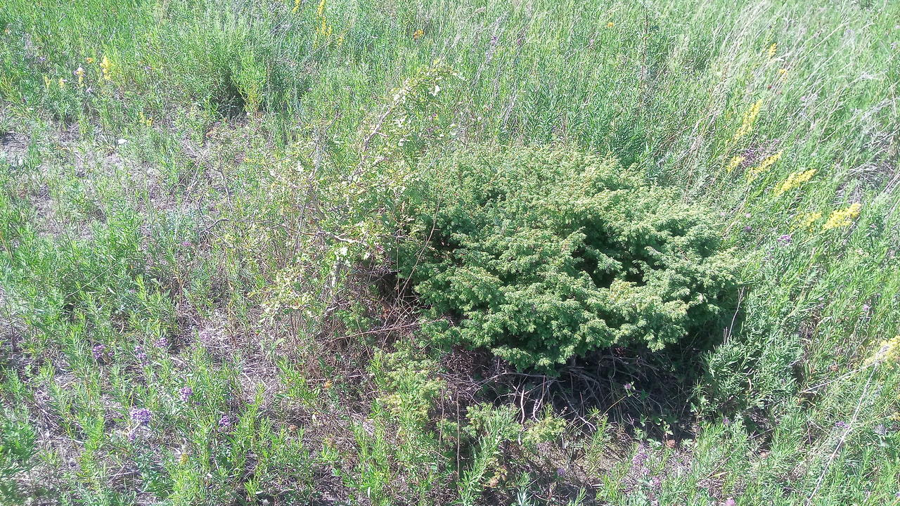 Тот самый кустик