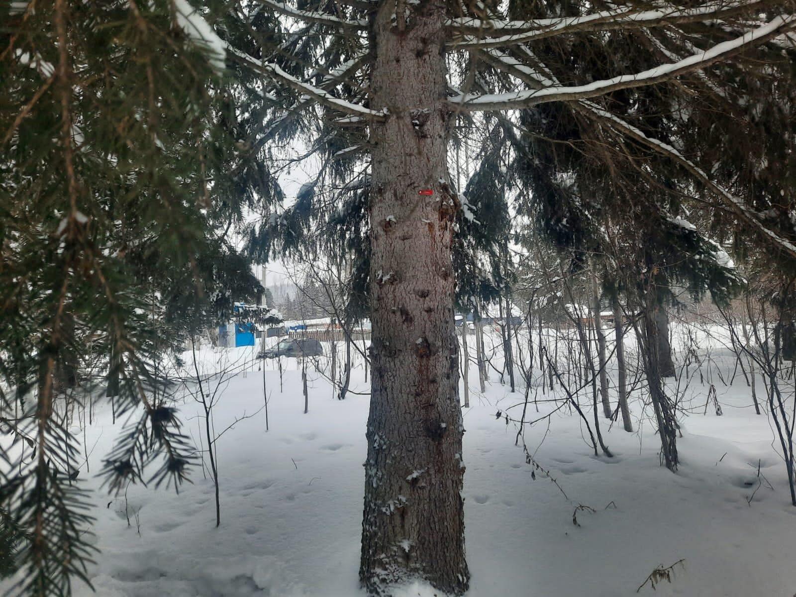 Фото для вопроса на зимний период