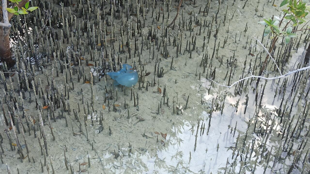 Запутавшаяся медуза