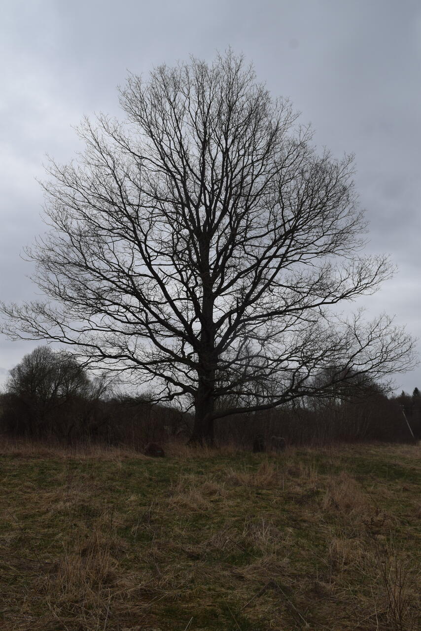 Поле Улльской битвы