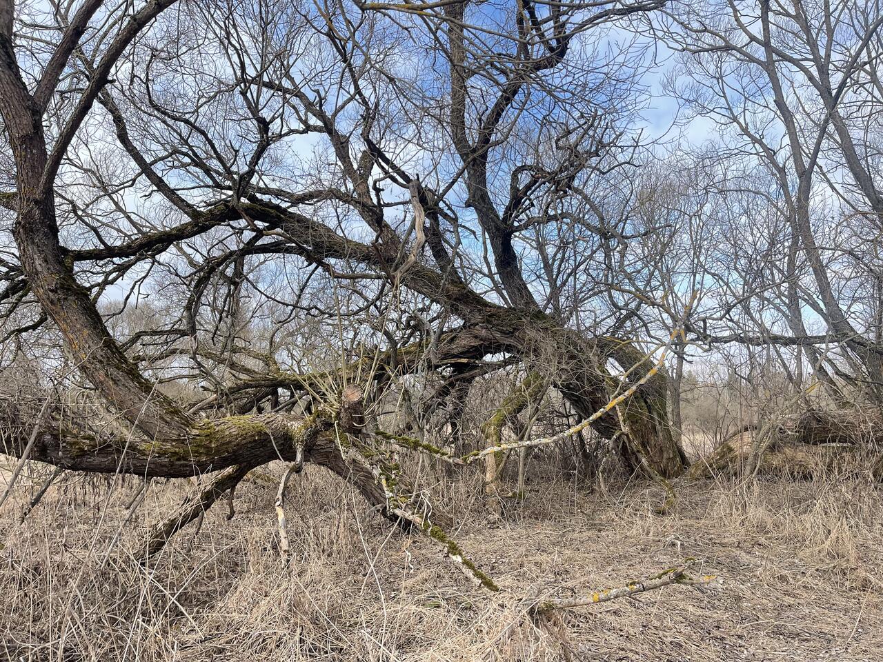 Без подписи