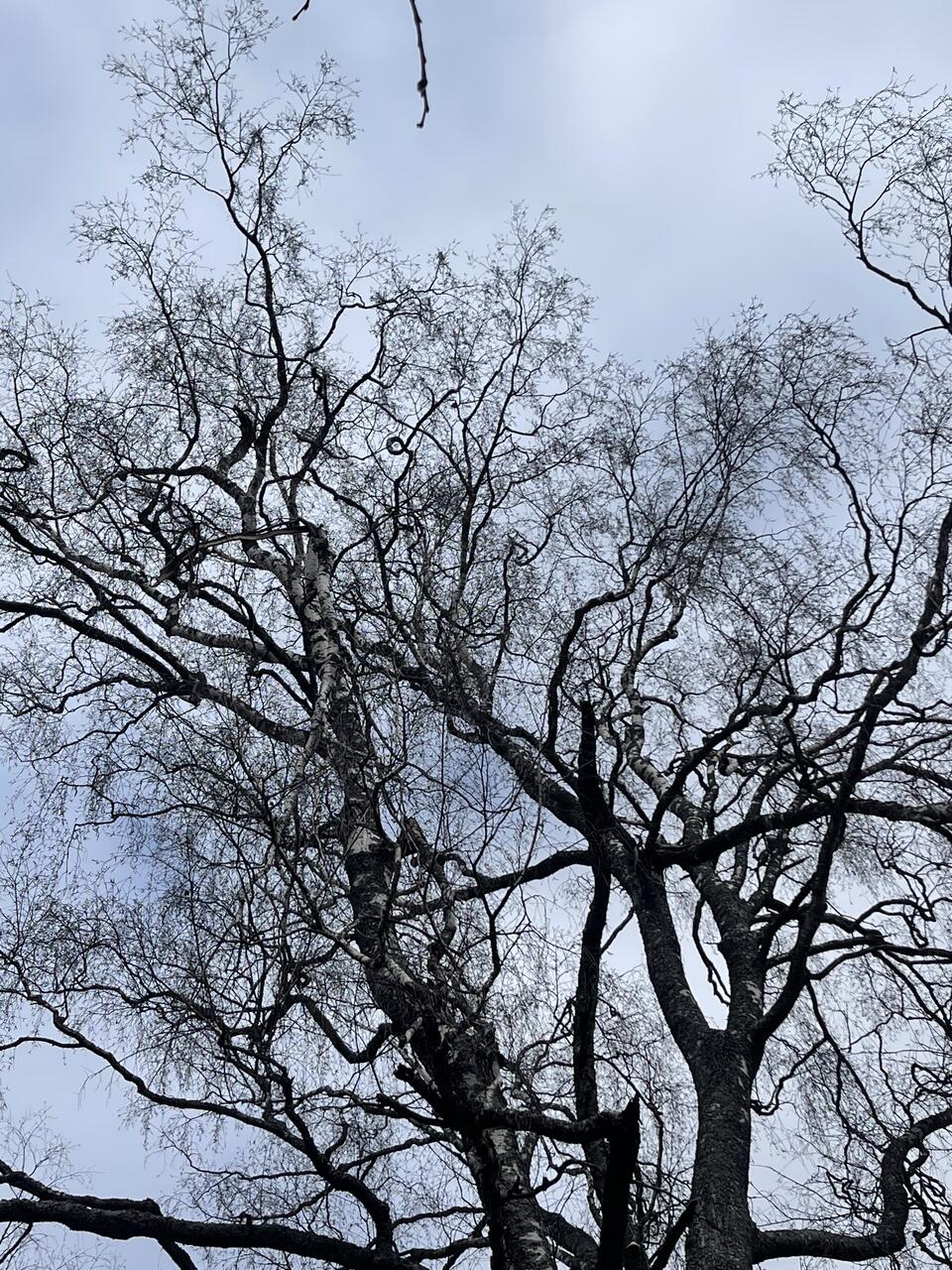 Без подписи