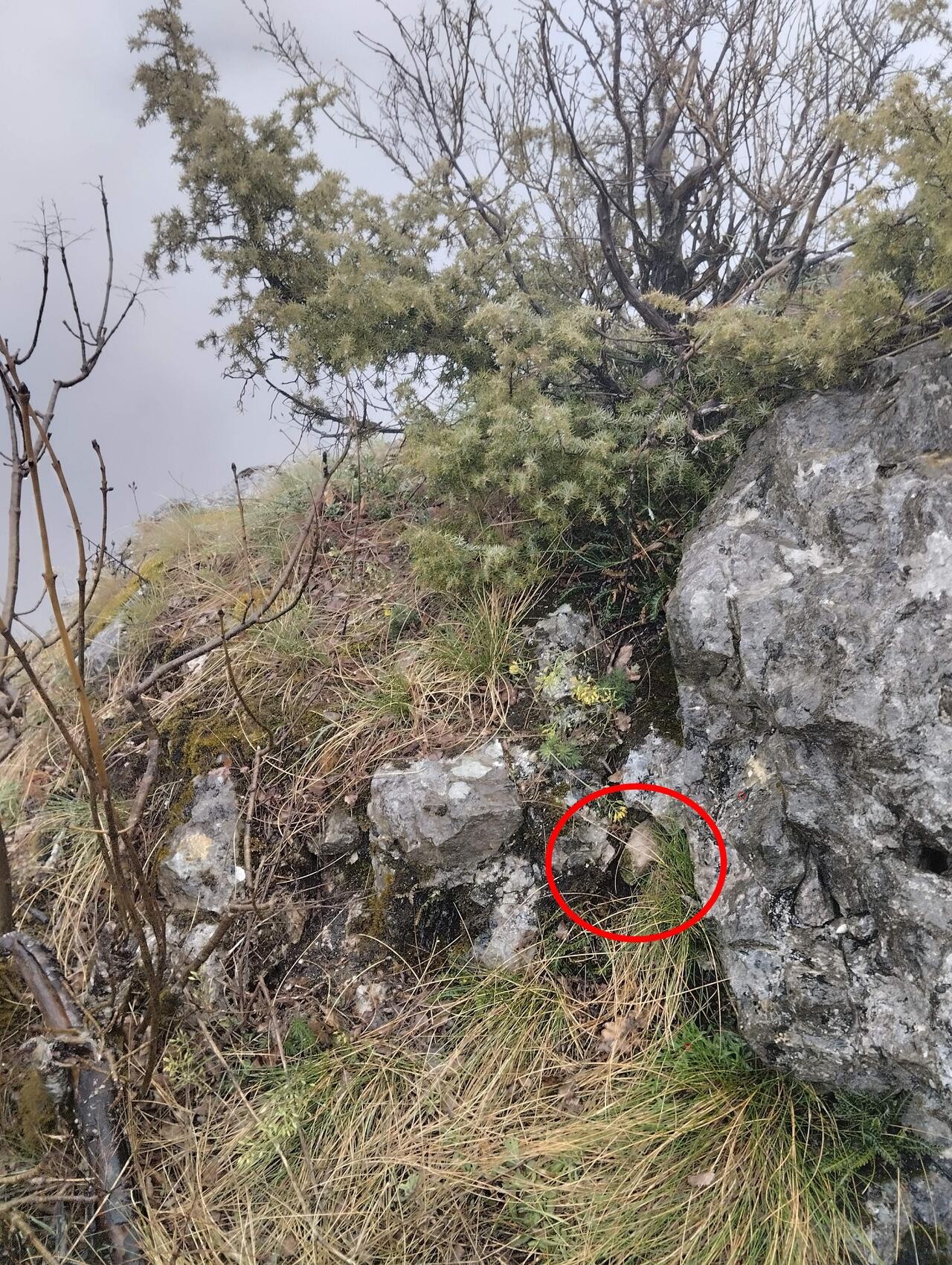 Резервная капсула