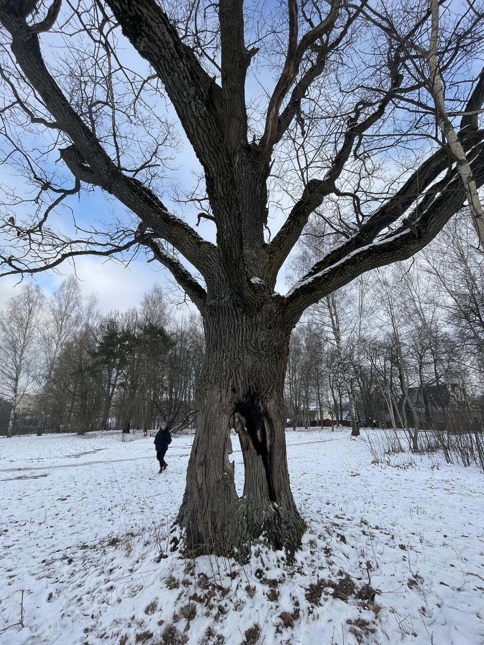 парк Толстого