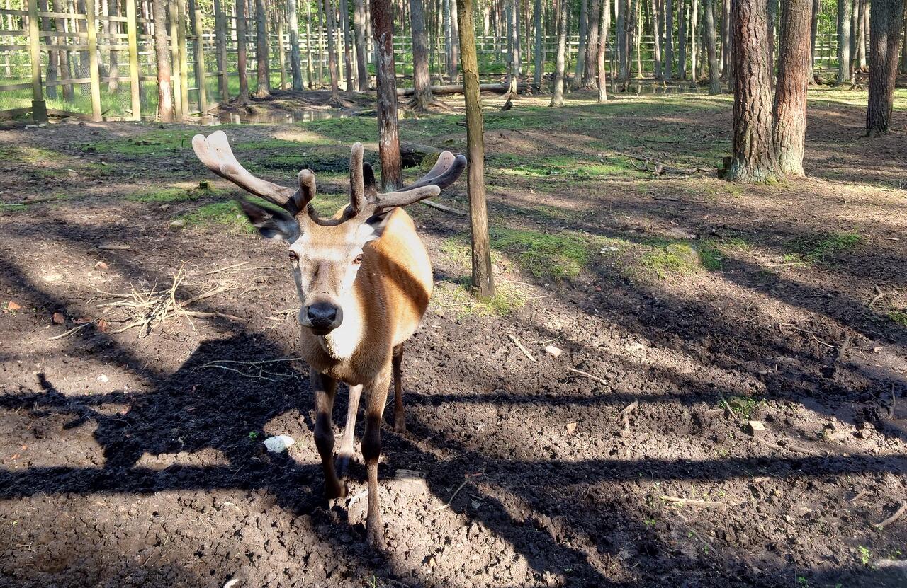 Без подписи